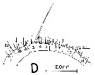 Espce Nannocalanus minor - Planche 19 de figures morphologiques