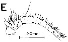 Espce Megacalanus princeps - Planche 11 de figures morphologiques