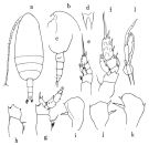 Espce Scolecithricella dentata - Planche 1 de figures morphologiques