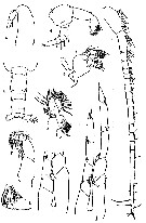 Espce Calanoides philippinensis - Planche 2 de figures morphologiques