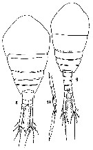 Espce Temora turbinata - Planche 16 de figures morphologiques