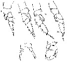 Espce Temora turbinata - Planche 17 de figures morphologiques