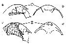 Espce Calanus glacialis - Planche 14 de figures morphologiques