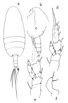 Espce Scolecithrix longipes - Planche 1 de figures morphologiques