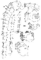 Espce Pseudochirella obesa - Planche 12 de figures morphologiques