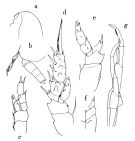 Espce Scolecithricella tenuiserrata - Planche 1 de figures morphologiques