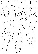 Espce Pseudochirella obesa - Planche 15 de figures morphologiques