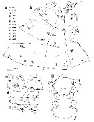 Espce Pseudochirella obesa - Planche 17 de figures morphologiques