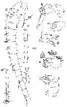Espce Undeuchaeta incisa - Planche 24 de figures morphologiques