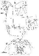 Espce Undeuchaeta incisa - Planche 25 de figures morphologiques