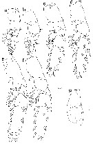 Espce Undeuchaeta incisa - Planche 26 de figures morphologiques