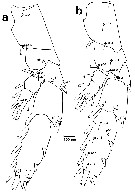 Espce Undeuchaeta incisa - Planche 27 de figures morphologiques