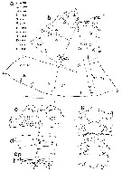 Espce Undeuchaeta incisa - Planche 28 de figures morphologiques