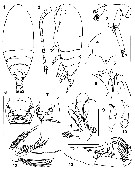 Espce Brodskius arcticus - Planche 1 de figures morphologiques
