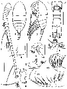 Species Pertsovius tridentatus - Plate 1 of morphological figures