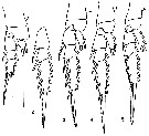 Espce Pertsovius tridentatus - Planche 2 de figures morphologiques