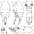 Espce Pertsovius heterodentatus - Planche 1 de figures morphologiques