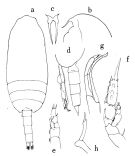 Espce Scolecithricella avia - Planche 1 de figures morphologiques