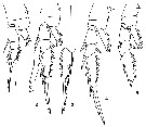 Espce Pertsovius serratus - Planche 2 de figures morphologiques