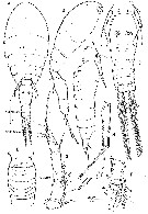 Espce Oncaea serrulata - Planche 1 de figures morphologiques