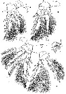 Espce Oncaea serrulata - Planche 3 de figures morphologiques