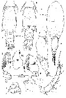 Espce Oncaea serrulata - Planche 5 de figures morphologiques