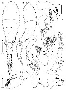 Espce Triconia hirsuta - Planche 1 de figures morphologiques
