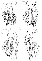 Espce Triconia hirsuta - Planche 2 de figures morphologiques