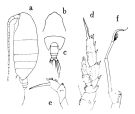 Espce Scolecitrichopsis ctenopus - Planche 1 de figures morphologiques