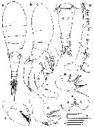 Espce Triconia conifera - Planche 23 de figures morphologiques