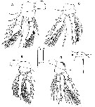 Espce Triconia conifera - Planche 24 de figures morphologiques