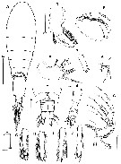 Espce Triconia conifera - Planche 25 de figures morphologiques