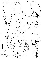 Espce Triconia borealis - Planche 7 de figures morphologiques