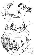 Espce Centropages uedai - Planche 2 de figures morphologiques