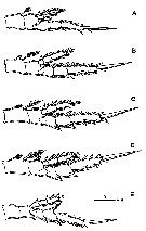 Espce Centropages uedai - Planche 3 de figures morphologiques