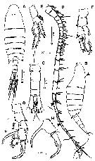 Espce Centropages uedai - Planche 5 de figures morphologiques