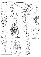 Species Centropages maigo - Plate 1 of morphological figures