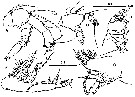 Espce Centropages maigo - Planche 2 de figures morphologiques