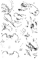 Espce Oncaea serrulata - Planche 2 de figures morphologiques