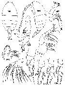 Espce Pertsovius oviformis - Planche 1 de figures morphologiques