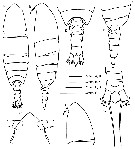 Espce Calanoides carinatus - Planche 8 de figures morphologiques