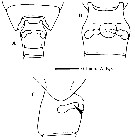 Espce Calanoides carinatus - Planche 9 de figures morphologiques