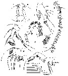 Espce Calanoides carinatus - Planche 10 de figures morphologiques
