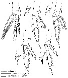 Espce Calanoides carinatus - Planche 11 de figures morphologiques