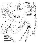 Espce Calanoides carinatus - Planche 13 de figures morphologiques