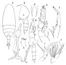 Espce Amallothrix gracilis - Planche 1 de figures morphologiques