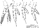 Espce Calanoides carinatus - Planche 14 de figures morphologiques