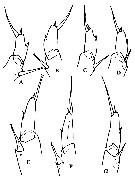 Espce Calanoides carinatus - Planche 15 de figures morphologiques