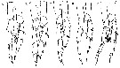 Espce Calanoides carinatus - Planche 16 de figures morphologiques