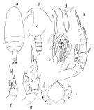 Species Scolecithricella propinqua - Plate 1 of morphological figures
